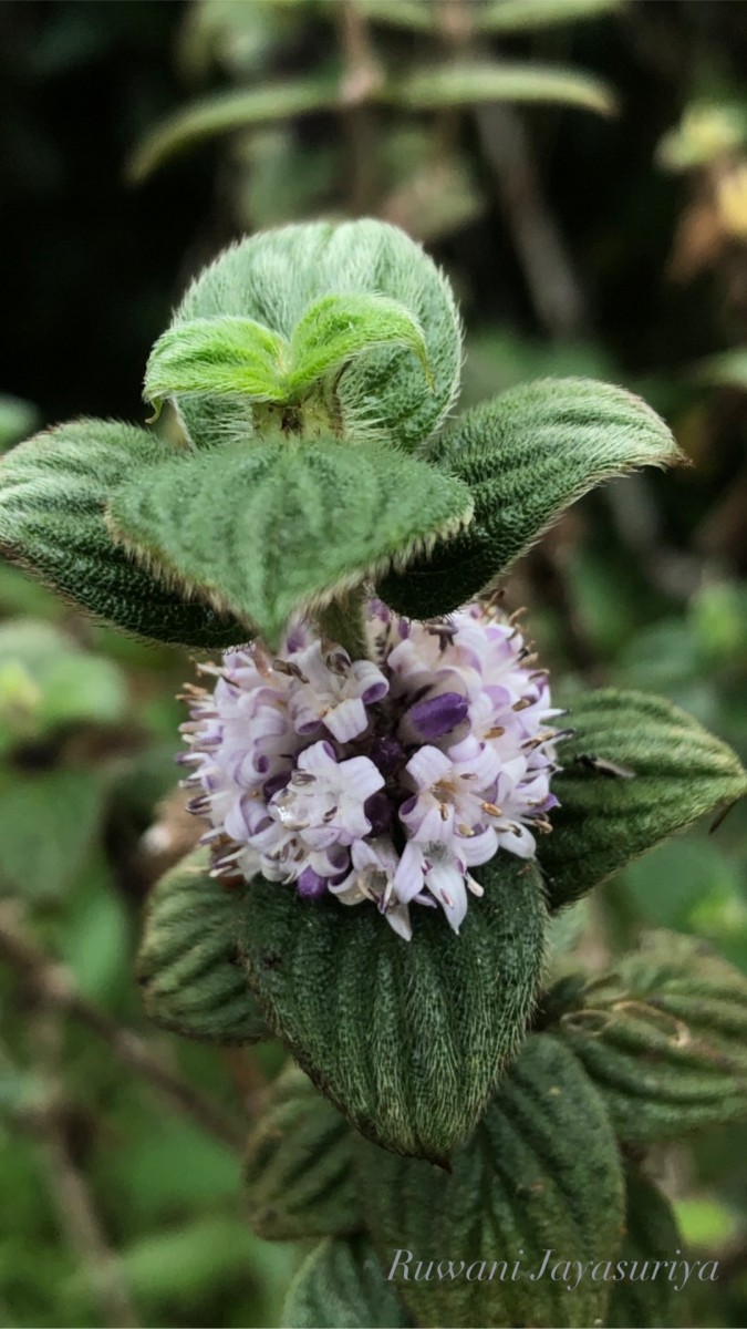 Hedyotis ceylanica N.Wikstr. & Neupane